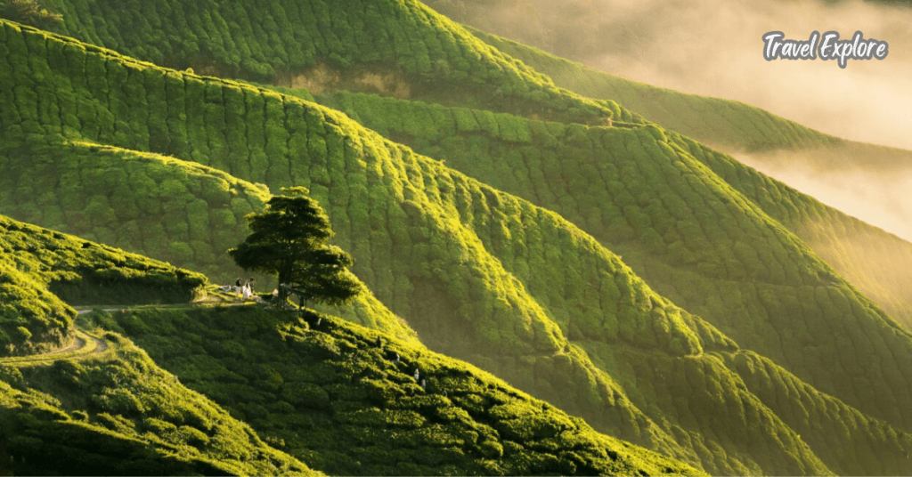 Cameron Highlands, Malaysia