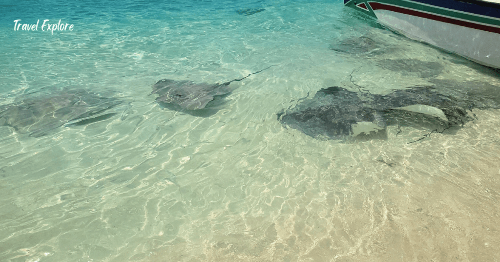 Swimming with a stingray in Fulidhoo!