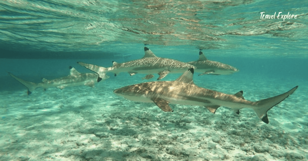 Shark & stingray beach