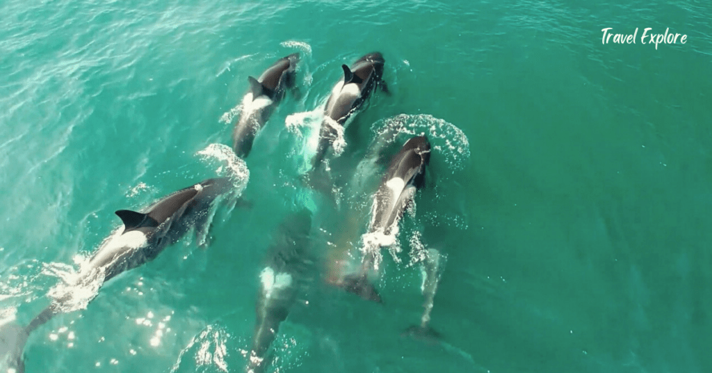 Drone pic with the stingrays